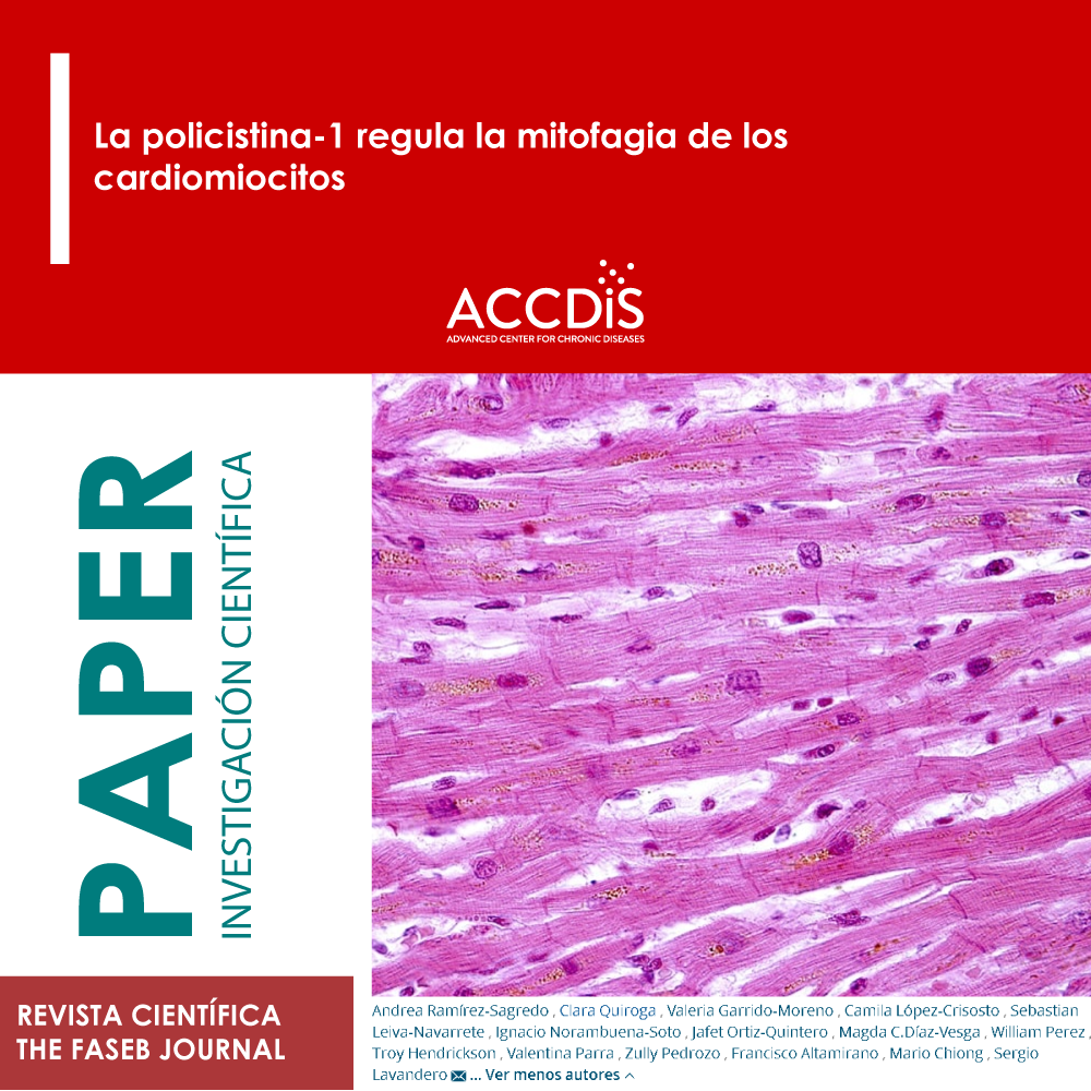 Polycystin-1 regulates cardiomyocyte mitophagy - Proyectos científicos