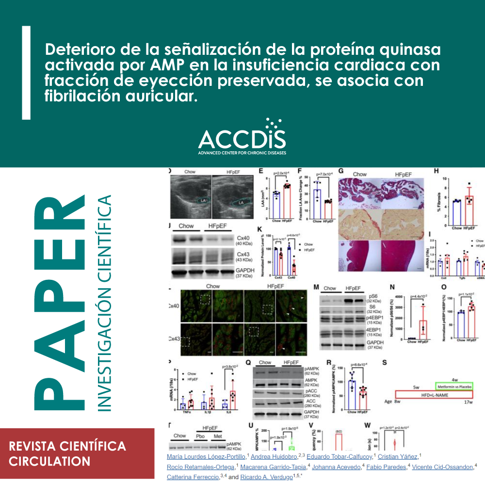 Deterioro de la señalización de la proteína quinasa activada por AMP en la insuficiencia cardiaca con fracción de…