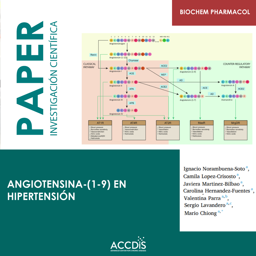 Angiotensina-(1–9) en hipertensión - Proyectos científicos
