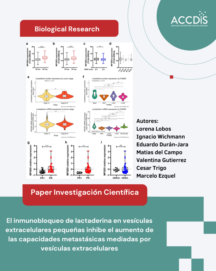 El inmunobloqueo de lactadherina en pequeñas vesículas extracelulares inhibe el aumento de las capacidades…