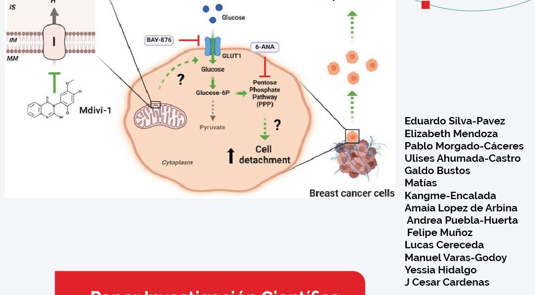 Mitochondrial division inhibitor (mdivi-1) induces extracellular matrix (ECM)-detachment of viable breast cancer cells…