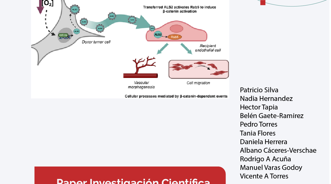 Tumor-derived hypoxic small extracellular vesicles promote endothelial cell migration and tube formation via…