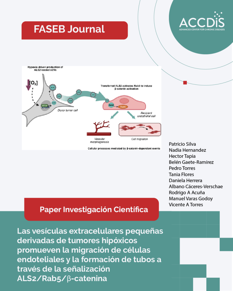 Tumor-derived hypoxic small extracellular vesicles promote endothelial cell migration and tube formation via…