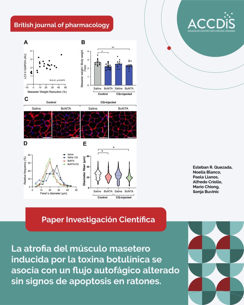 La atrofia del músculo masetero inducida por la toxina botulínica se asocia con un flujo autofágico alterado sin…