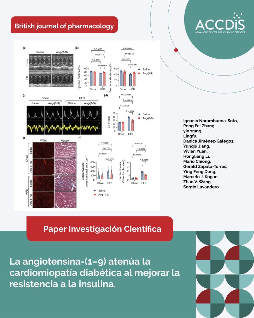 La angiotensina-(1–9) atenúa la cardiomiopatía diabética al mejorar la resistencia a la insulina. - Diabetes