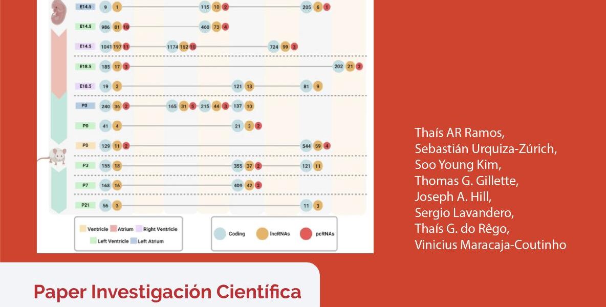 Panorama Transcripcional unicelular de ARN largos no codificantes que orquestan el desarrollo del corazón del ratón…