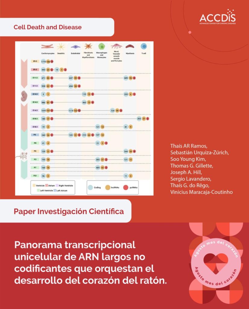 Panorama Transcripcional unicelular de ARN largos no codificantes que orquestan el desarrollo del corazón del ratón…