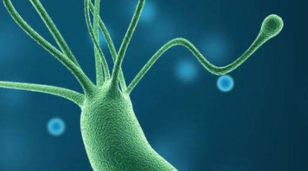 Helicobacter pylori: el impulso silencioso que puede cambiar las células del estómago - Cáncer