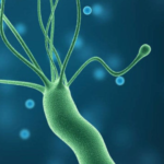 Investigaciones profundizan en alteraciones generadas por bacteria H.Pylori vinculadas al desarrollo de cáncer…