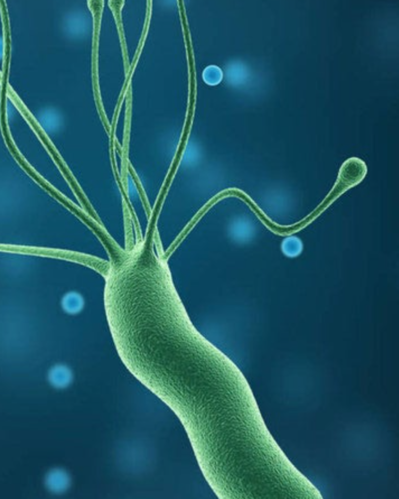 Helicobacter pylori: el impulso silencioso que puede cambiar las células del estómago - Cáncer
